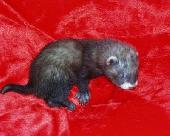 EL�JEGYEZHET� G�R�NYK�LYK�K!